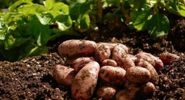 Co se dá zasadit po bramborách příští rok na tomto místě?